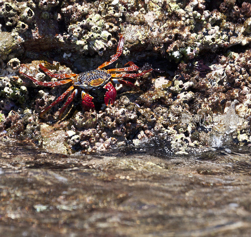 红岩蟹- Grapsus_grapsus，又名莎莉轻脚蟹